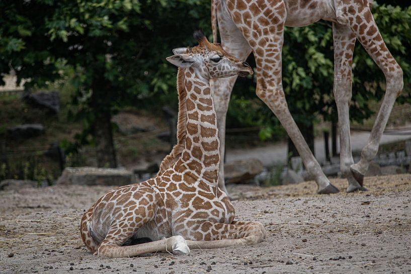 Young giraffe by Ghislaine de Jong