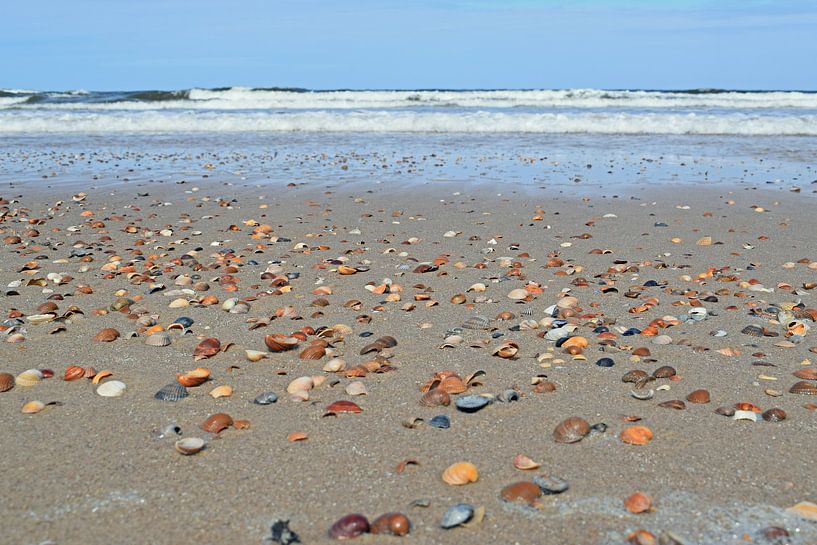 Muscheln am Strand von Judith Cool