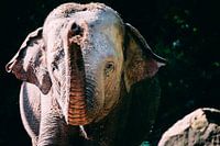elephant color