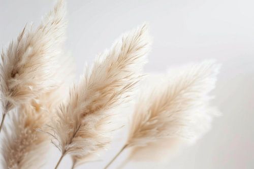 Pampagras, beige tinten, kunst, woonkamer, natuur, eenvoudige elegantie, details, rustgevend, harmonieus, vredig, decoratie, tijdloos