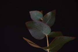 Velvet leaves