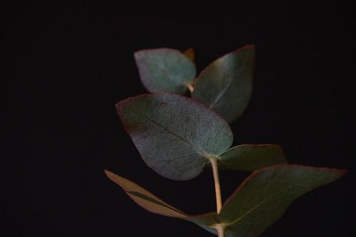Velvet leaves