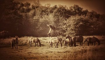 Vechtende hengsten en vredige merries van Maneschijn FOTO