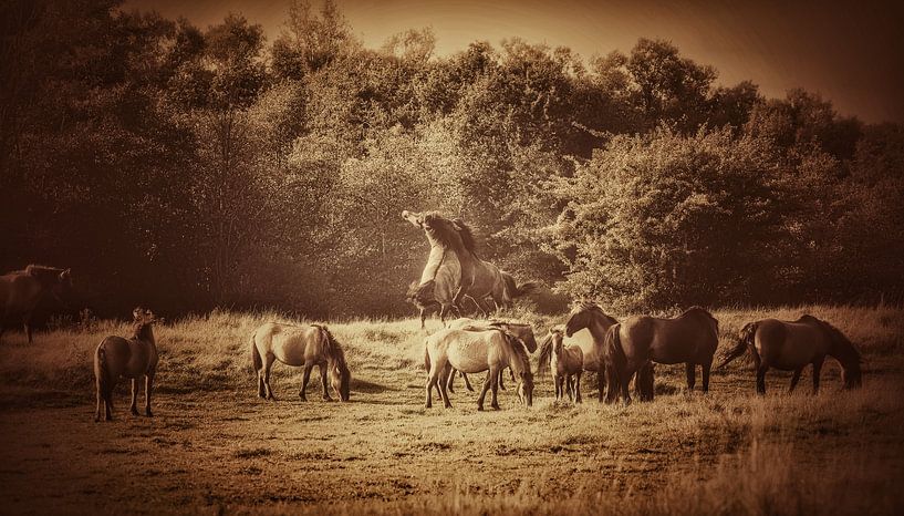 Fighting stallions and peaceful mares by Maneschijn FOTO