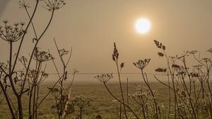des œuvres d'art dans la brume avec du soleil sur anne droogsma