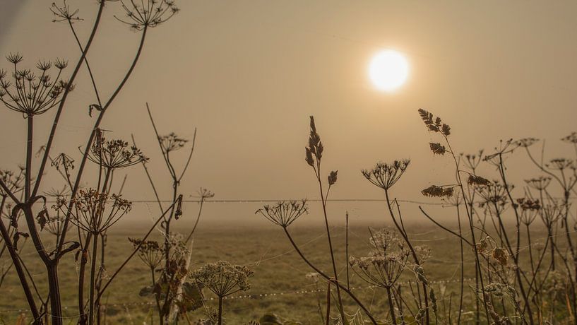 des œuvres d'art dans la brume avec du soleil par anne droogsma