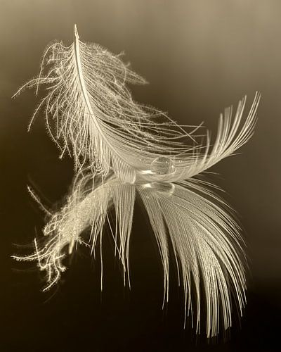 Rust in taupe - beige kleuren: Een druppel rustend op een veertje