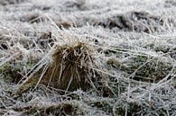 Icy blades of grass by Ralf Lehmann thumbnail