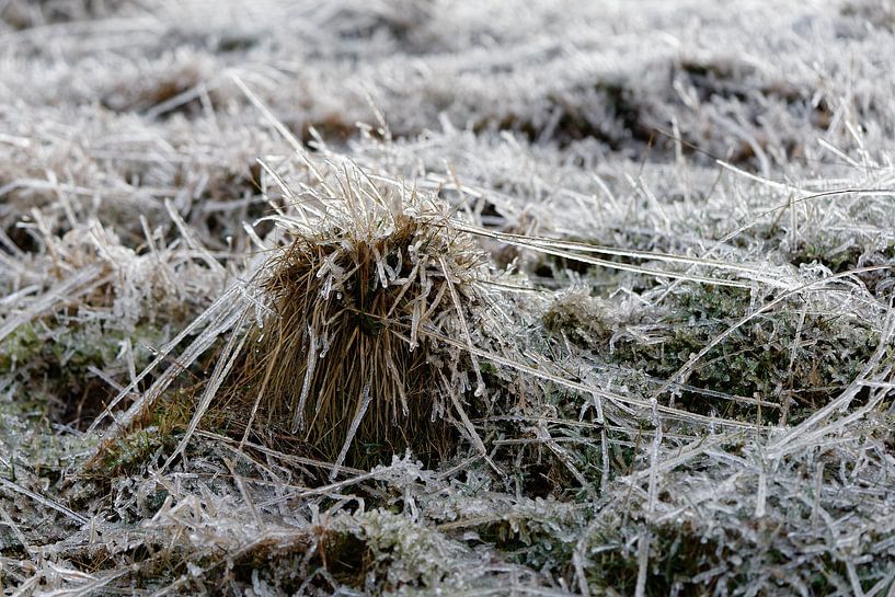 Icy blades of grass by Ralf Lehmann