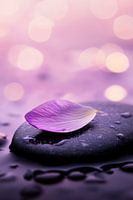 Purple petal on wet stone