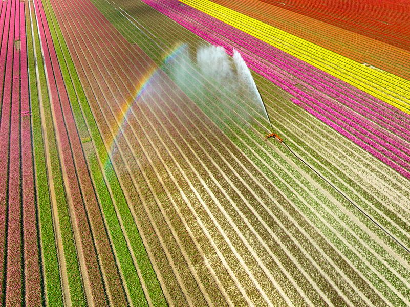 Tulips growing in a field sprayed by an agricultural sprinkler by Sjoerd van der Wal Photography