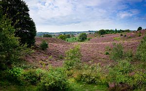 Posbank | Veluwezoom | Paarse Heideheuvels van Ricardo Bouman