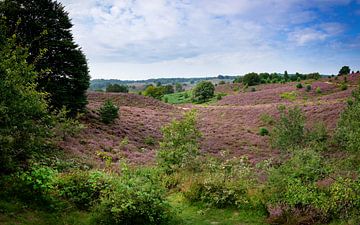 Posbank | Veluwezoom | Purple Heath Hills von Ricardo Bouman