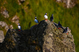 Papageientaucher auf den Felsen von Runde