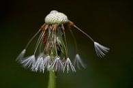 De laatste paardenbloem pluisjes van Cor de Hamer thumbnail