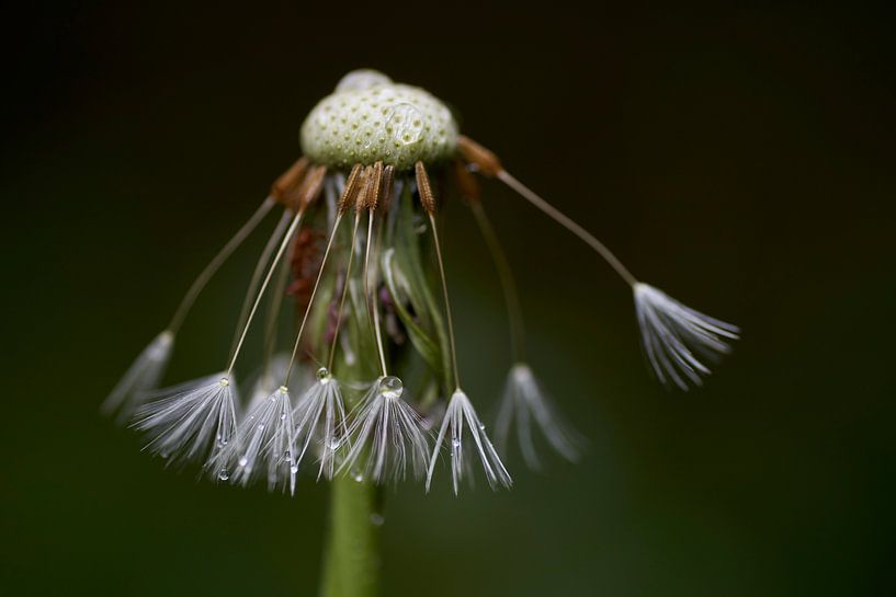 De laatste paardenbloem pluisjes van Cor de Hamer