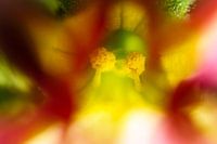 Binnenste van een bloem