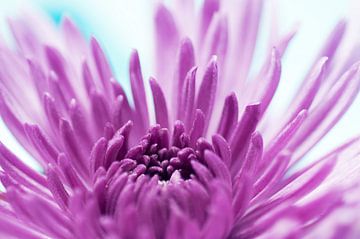 Chrysant dreamy purple van Ivonne Fuhren- van de Kerkhof