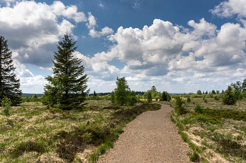 Landscape at Baraque Michel (Belgium)