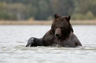 Bruine beer (Ursus arctos, Europese bruine beer) in het bad, Europa. van wunderbare Erde thumbnail