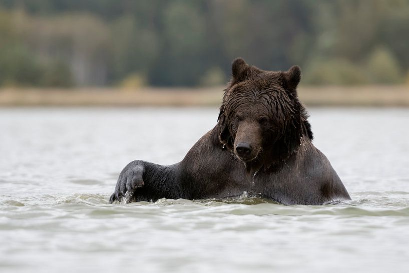 Bruine beer (Ursus arctos, Europese bruine beer) in het bad, Europa. van wunderbare Erde