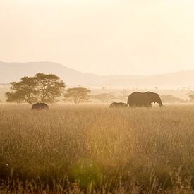 Olifanten bij zonsondergang van Hege Knaven-van Dijke