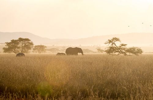 Les éléphants au coucher du soleil