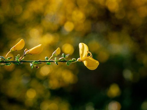 Brilliant gorse in bloom (landscape)