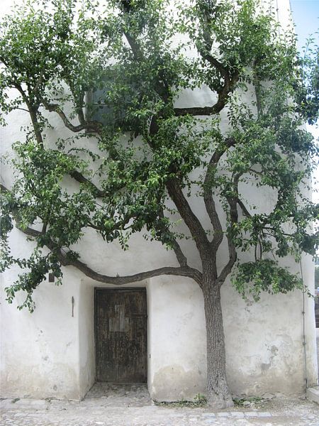 Tree against wall by Toon Loonen