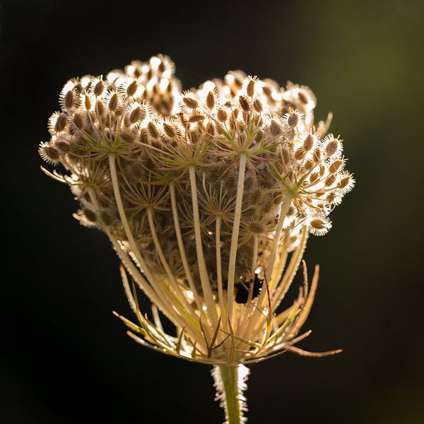 Wilde Peen im Abendlicht von KB Design & Photography (Karen Brouwer)