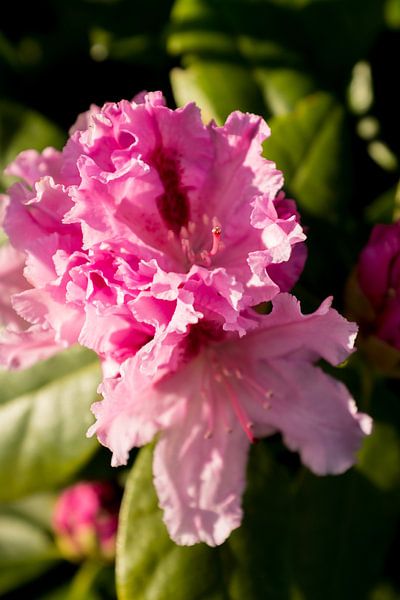 rhododendron, grün und rosa Foto Farben | Kunstfotografie von Karijn | Fine art Natuur en Reis Fotografie