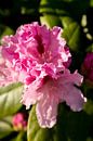 rhododendron, grün und rosa Foto Farben | Kunstfotografie von Karijn | Fine art Natuur en Reis Fotografie Miniaturansicht