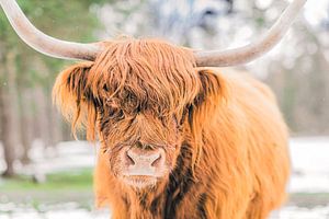 Schottische Highlander-Rinder im Schnee während des Winters in einem Wald