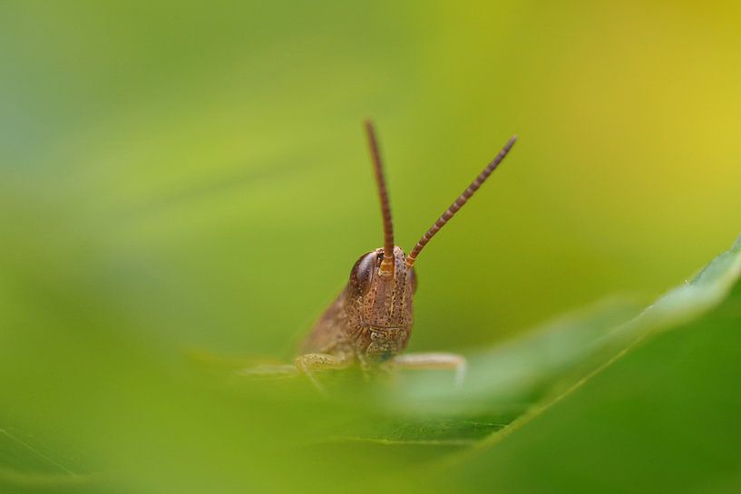 Grashopper von Astrid Brouwers