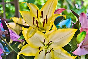Close up picture of rainbow yellow coloured lilies by Jolanda de Jong-Jansen