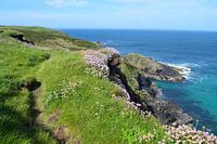 Rugged English coast of cliffs and flowers