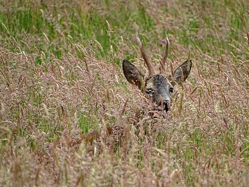 Ree midden in het veld