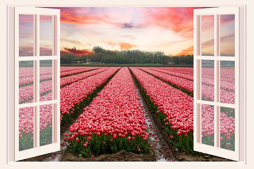 Uitzicht vanuit een raam op een tulpenveld