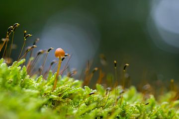Mini paddenstoel in mos van Evelyne Renske