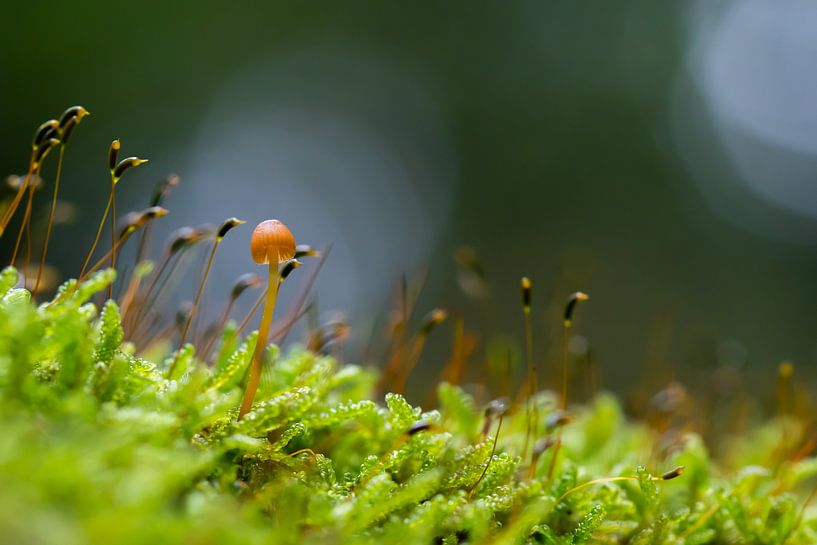 Mini-Pilz in Moos von Evelyne Renske