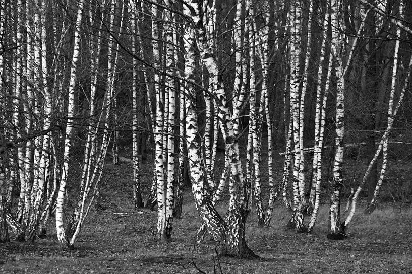 Malles en bouleau par Edgar Schermaul