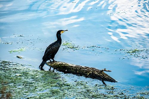 Cormorant