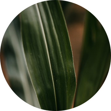 Close up van een mais plant van Yvette Baur