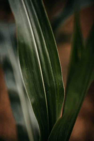 Close up of a corn plant by Yvette Baur