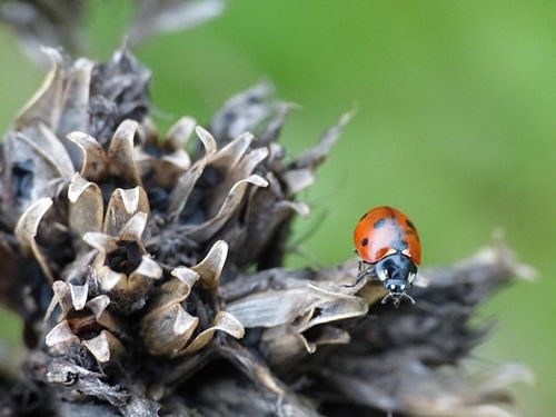 Lieveheersbeestje op uitgebloeide bloem. Collage, drieluik #2