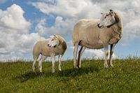 Familie