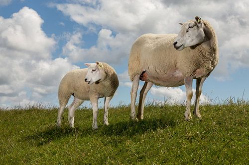 Familie