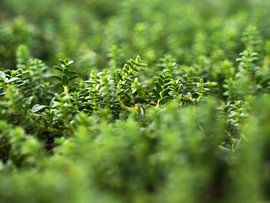 Sea Sandwort (Honckenya peploides) at the Baltic coast, macro by Jörg Hausmann