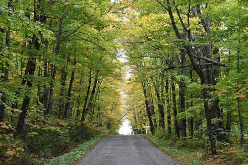 A country road in summer