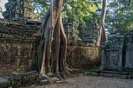 Ta Phrom temple ruins, Angkor region, Cambodia by Peter Schickert thumbnail